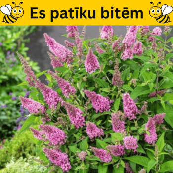 Dāvida budleja ,,Butterfly...