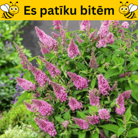 Dāvida budleja ,,Butterfly Candy Little Pink,, /Buddleja davidii/- C2 kont.