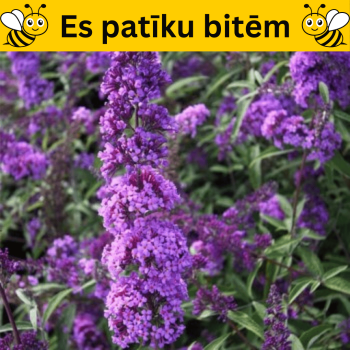 Budleja Dāvida ,,Ile De...