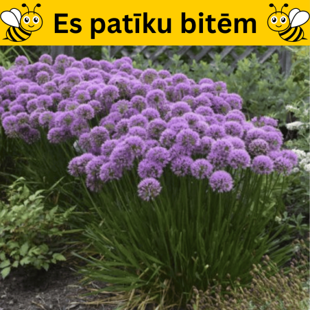 Dekoratīvais sīpols "Millenium" /allium/ - P12 kont.