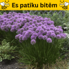 Dekoratīvais sīpols "Millenium" /allium/ - P12 kont.