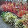 Grimonis, baltais ,,Sibirica Variegata,, /Cornus alba/ - C2,5 kont.