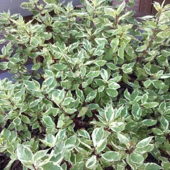 Grimonis, baltais ,,Sibirica Variegata,, /Cornus alba/ - C2,5 kont.