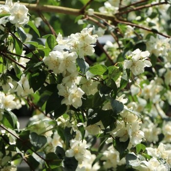 Filadelfas – jazminas ,,Dame Blanche,, /Philadelphus/ - C3 kont.