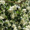 Filadelfas – jazminas ,,Dame Blanche,, /Philadelphus/ - C3 kont.
