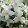 Filadelfas – jazminas ,,Dame Blanche,, /Philadelphus/ - C3 kont.