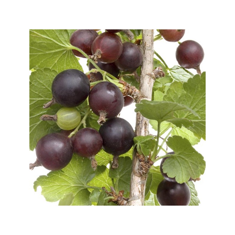 Juodasis serbentas (hibridas) "Jostaberry" /ribes/ - 50-70cm., C3 kont.