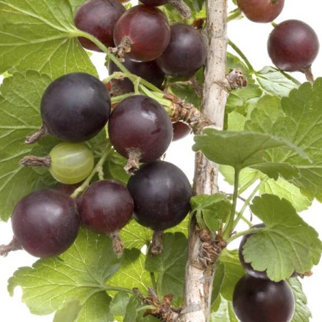 Upene (hibrīds) "Jostaberry" /ribes/ - 50-70cm., C3 kont.