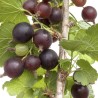 Upene (hibrīds) "Jostaberry" /ribes/ - 50-70cm., C3 kont.