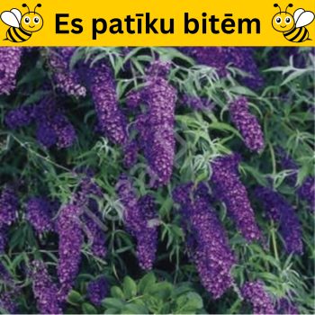 Budleja dāvida,, Black Knight,, /Buddleja davidii/- C2 kont.