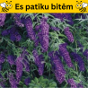 Budleja dāvida,, Black Knight,, /Buddleja davidii/- C2 kont.