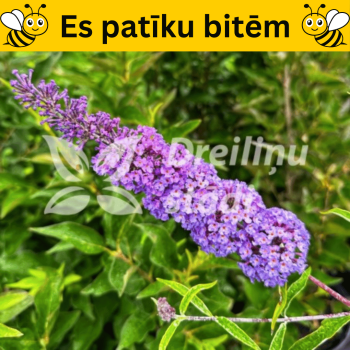 Dāvida budleja "Nanho Blue"/Buddleja davidii/ - C2,5 kont.