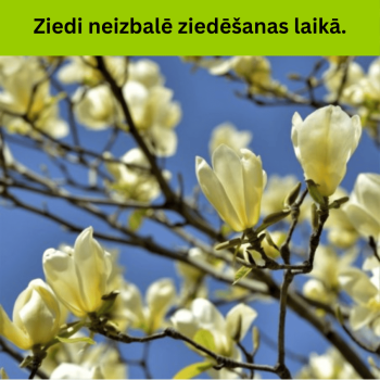 Magnolija 'Butterflies'...