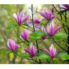 Magnolija 'Susan' /Magnolia/ - C4 kont.