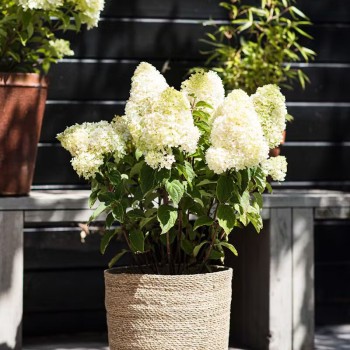 Skarainā hortenzija ,,Living Sugar Rush,, /Hydrangea paniculata/ - C2,5 kont.