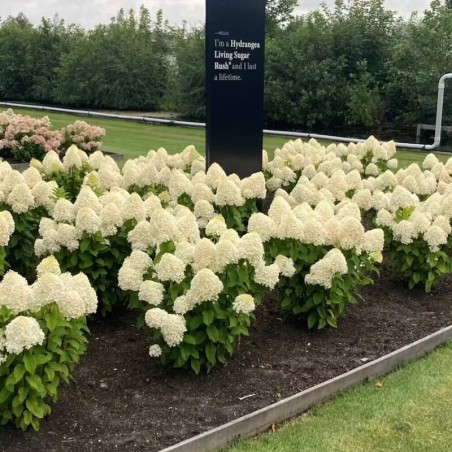 Skarainā hortenzija ,,Living Sugar Rush,, /Hydrangea paniculata/ - C2,5 kont.