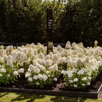 Skarainā hortenzija ,,Living Royal Flower,, /Hydrangea paniculata/ - C7,5 kont.
