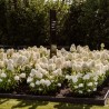 Skarainā hortenzija ,,Living Royal Flower,, /Hydrangea paniculata/ - C7,5 kont.