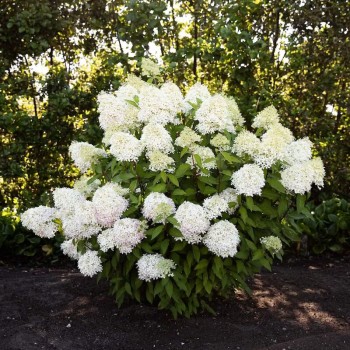Skarainā hortenzija ,,Living Royal Flower,, /Hydrangea paniculata/ - C7,5 kont.