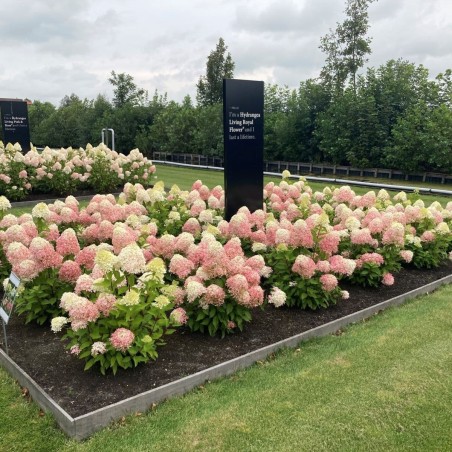 Skarainā hortenzija ,,Living Royal Flower,, /Hydrangea paniculata/ - C7,5 kont.