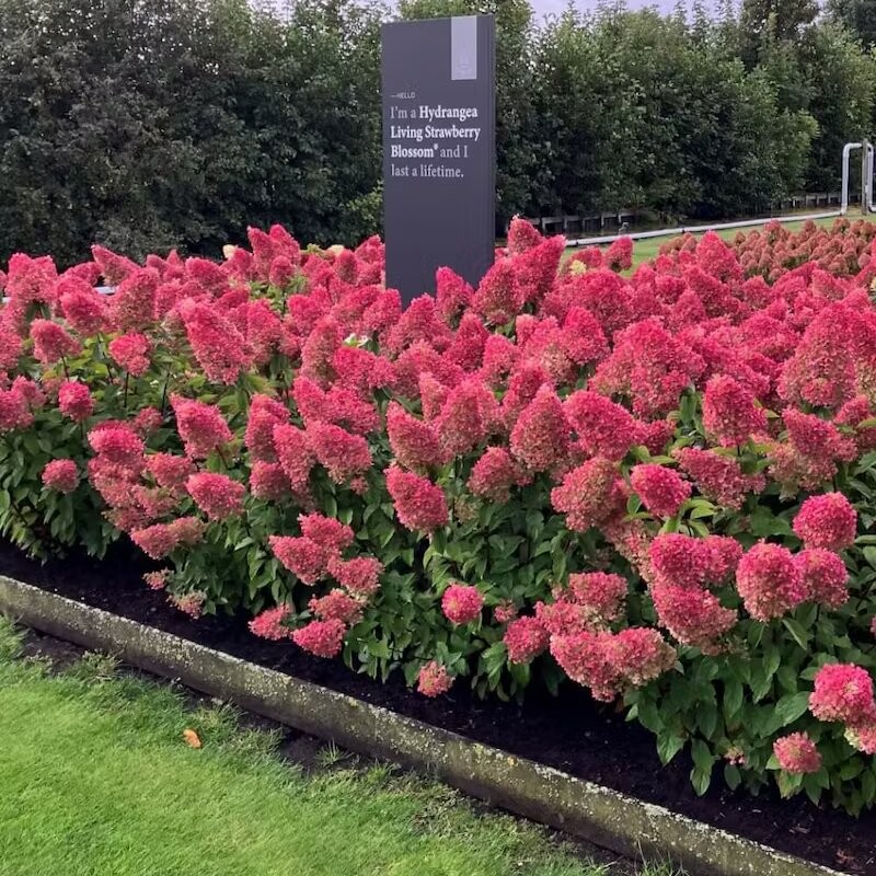 Skarainā hortenzija ,,Living Strawberry Blossom,, /Hydrangea paniculata/ - C3 kont.