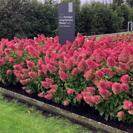 Skarainā hortenzija ,,Living Strawberry Blossom,, /Hydrangea paniculata/ - C3 kont.