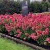 Skarainā hortenzija ,,Living Strawberry Blossom,, /Hydrangea paniculata/ - C3 kont.