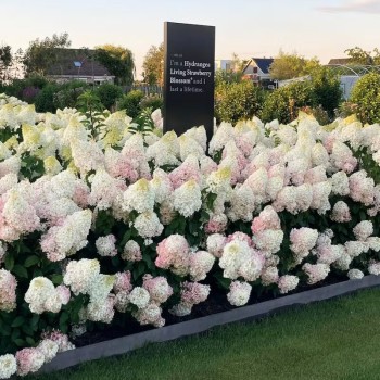 Skarainā hortenzija ,,Living Strawberry Blossom,, /Hydrangea paniculata/ - C3 kont.