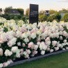 Skarainā hortenzija ,,Living Strawberry Blossom,, /Hydrangea paniculata/ - C3 kont.