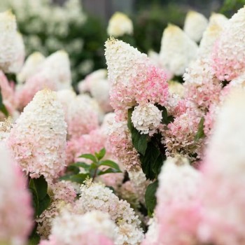 Skarainā hortenzija ,,Living Strawberry Blossom,, /Hydrangea paniculata/ - C3 kont.