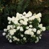 Hortenzija, šluotelinė ,,Living Cotton Cream,, /Hydrangea paniculata/ - C2,5 kont.