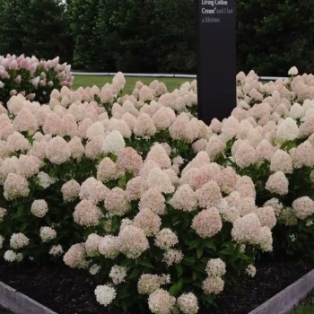 Hortenzija, skarainā ,,Living Cotton Cream,, /Hydrangea paniculata/ - C2,5 kont.