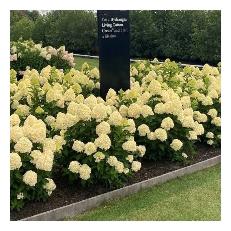 Hortenzija, šluotelinė ,,Living Cotton Cream,, /Hydrangea paniculata/ - C2,5 kont.