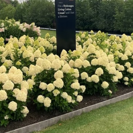 Hortenzija, skarainā ,,Living Cotton Cream,, /Hydrangea paniculata/ - C2,5 kont.