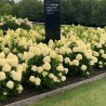 Skarainā hortenzija ,,Living Cotton Cream,, /Hydrangea paniculata/ - C2,5 kont.