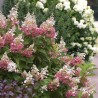 Hortenzija, skarainā ,,Pinky Winky,, /Hydrangea paniculata/ -  P13 kont.