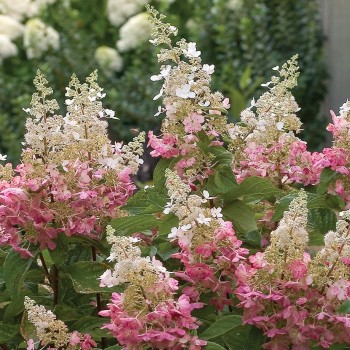 Hortenzija, skarainā ,,Pinky Winky,, /Hydrangea paniculata/ -  P13 kont.