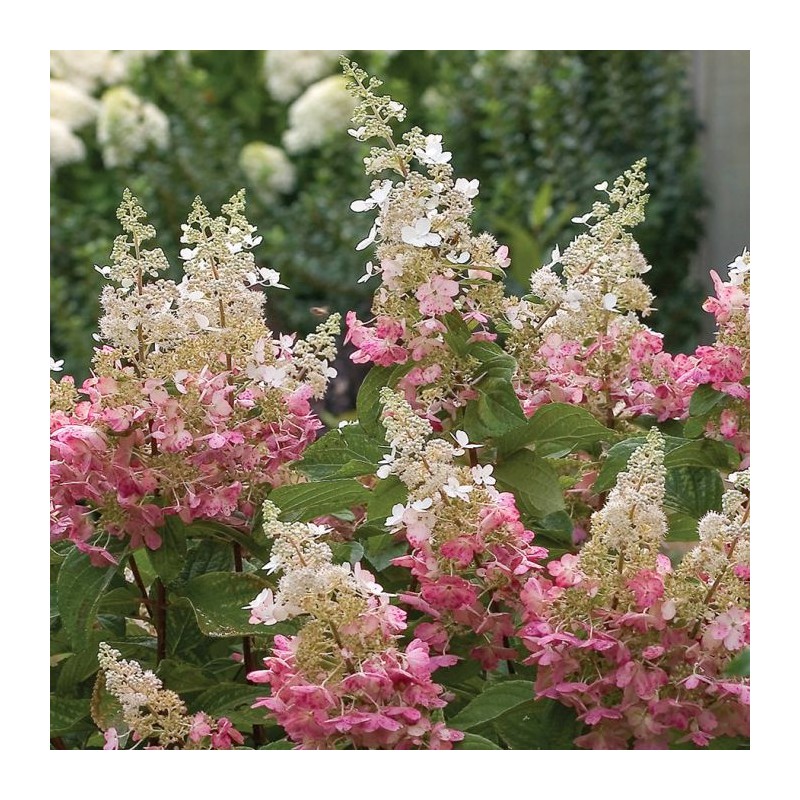 Hortenzija, skarainā ,,Pinky Winky,, /Hydrangea paniculata/ -  P13 kont.
