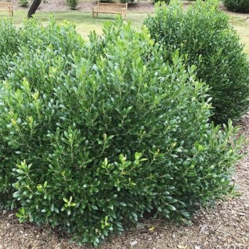 Īlekss, zilganais, Meservas ,,Blue Prince,,/Ilex x meserveae/  (vīr.) - C2 kont., 40-50cm.