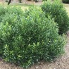 Īlekss, zilganais, Meservas ,,Blue Prince,,/Ilex x meserveae/  (vīr.) - C2 kont., 40-50cm.