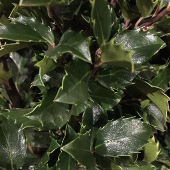 Īlekss, zilganais, Meservas ,,Blue Prince,,/Ilex x meserveae/  (vīr.) - C2 kont., 40-50cm.