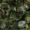 Īlekss, zilganais, Meservas ,,Blue Prince,,/Ilex x meserveae/  (vīr.) - C2 kont., 40-50cm.