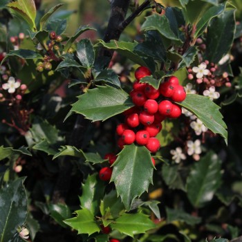 Īlekss, zilganais, Meservas ,,Blue Prince,,/Ilex x meserveae/  (vīr.) - C2 kont., 40-50cm.