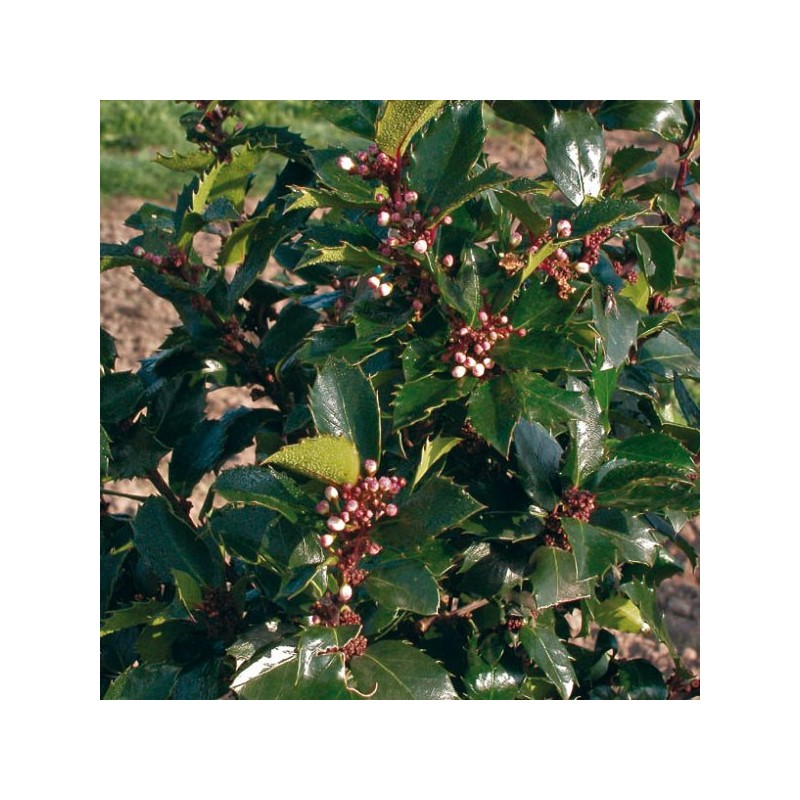 Īlekss, zilganais, Meservas ,,Blue Prince,,/Ilex x meserveae/  (vīr.) - C2 kont., 40-50cm.