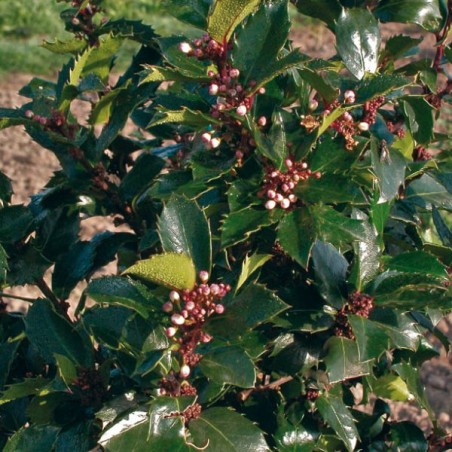 Īlekss, zilganais, Meservas ,,Blue Prince,,/Ilex x meserveae/ (vīr.) - C2 kont., 40-50cm.