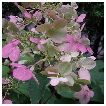 Skarainā hortenzija ,,Wim's Red,, /Hydrangea paniculata/ - C7,5 kont.