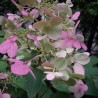Skarainā hortenzija ,,Wim's Red,, /Hydrangea paniculata/ - C7,5 kont.