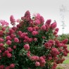 Skarainā hortenzija ,,Wim's Red,, /Hydrangea paniculata/ - C7,5 kont.