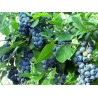 Krūmmellene ,,Bluecrop,, /Vaccinium corymbosum/ - C5 kont.