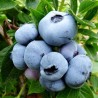 Krūmmellene ,,Bluecrop,, /Vaccinium corymbosum/ - C5 kont.